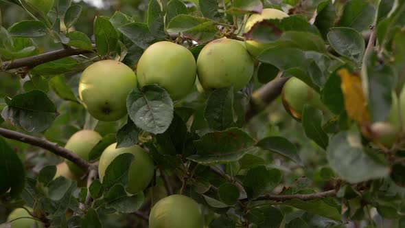 Bunch of apples growing on a tree branch medium shot