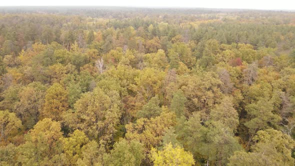 Trees in the Forest on an Autumn Day