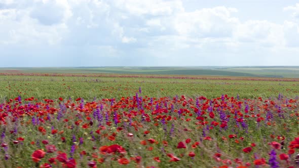 Field of red wild  poppy flowers. Red poppy flowers blooming in green spring wheat field.