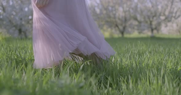 Girl Wearing Airy Pink Dress Walking on the Dense Green Grass Walks Through Apple Gardens on Sunny