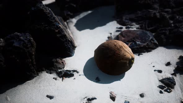 Brown Coconut on the Beach Sand