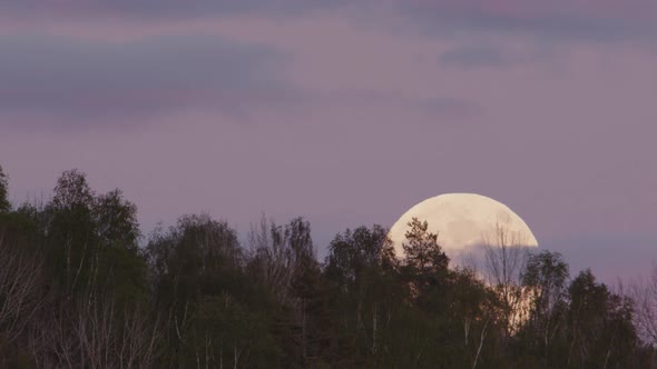 TWILIGHT, FULL MOON, ZOOM IN - A huge full moon rises behind a forest in Sweden