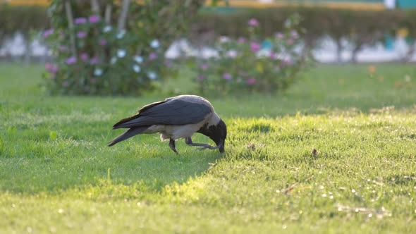 Black Wild Crow Bird Looking for Food on Green Lawn in Summer