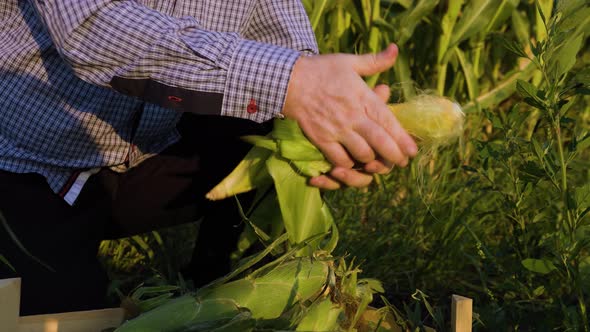 Close Up Front View Farmers Hands Open an Ear of Young Yellow Ripe Corn