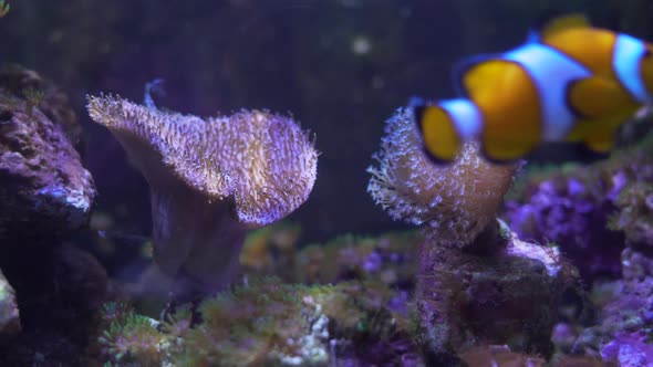 Tropical clown fish swimming of the wildlife on the coral reef.