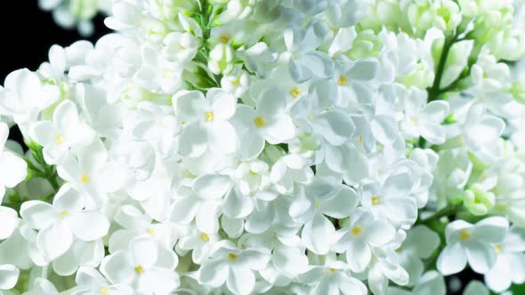 White Lilac Flowers Bloom In Time Lapse on a Black Background