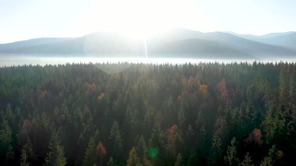 Aerial View of Mist and Morning Haze Over Virgin Forest