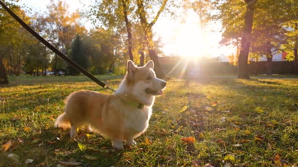 Dog Trainer Teaches the Dog to Follow Commands