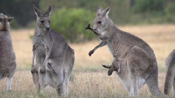 kangaroo licking arm to cool down on a hot day at kosciuszko