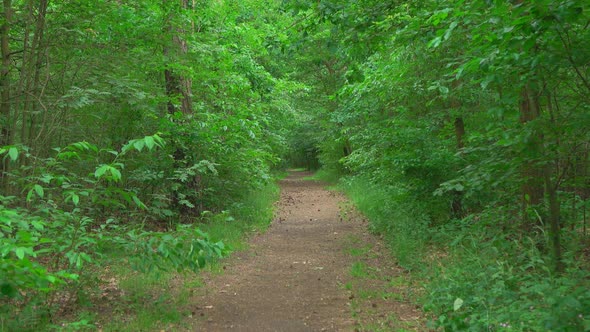 Forest & Path