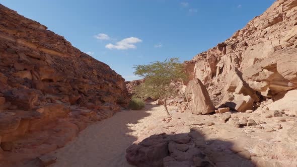 Tree In The Middle Of The Desert In Colored Canyon In Egypt.