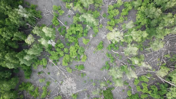 Aerial view mangrove forest with some tree fall at Batu Kawan