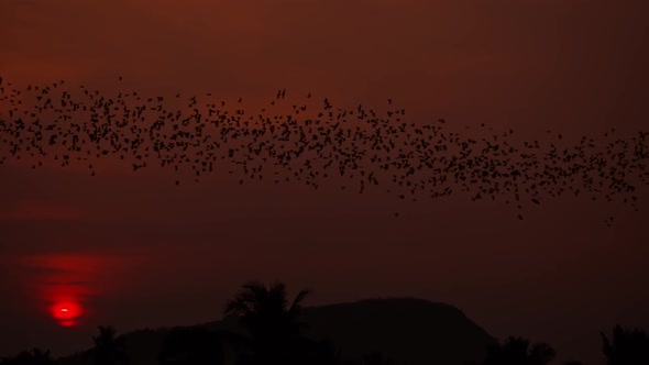 Flight Of Battambang Bat Caves Travelling During Sunset Hunting For Food In Sampeou Mountain, Cambod