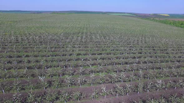 Trees Plantation Aerial View. Aerial view of blossom apple trees garden in the spring