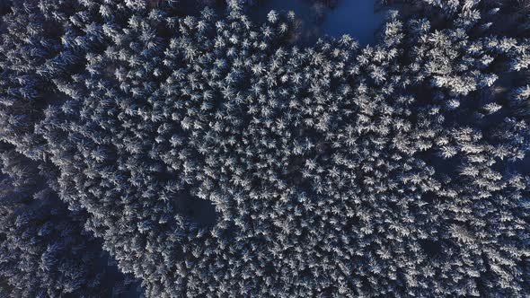 Cinematic Aerial View of a Cold Snowcovered Forest at the Top of a Hill