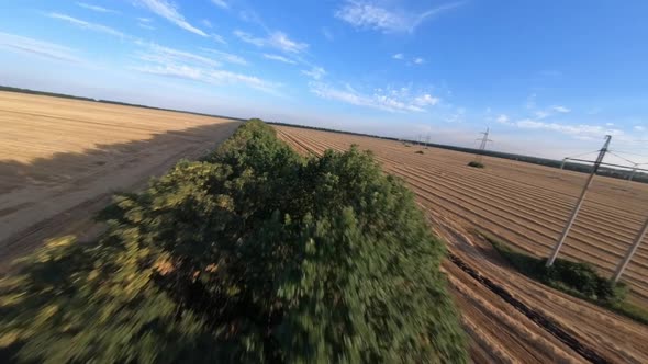 Line of Trees Between Agricultural Fields