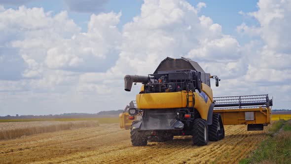 Seasonal harvesting of wheat. Agricultural machine collecting golden ripe wheat field