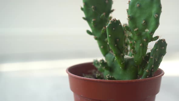 Rotation Mini Cactus Pot