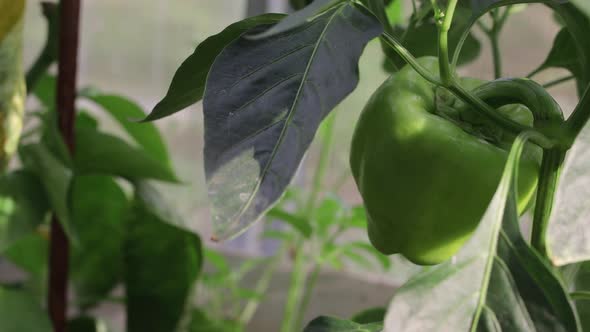 One Green Whist Pepper in a Greenhouse on a Branch