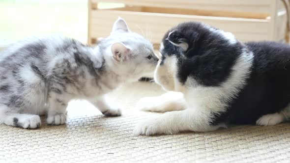 Cute Tabby Kitten Kissing Puppy In A Room Slow Motion