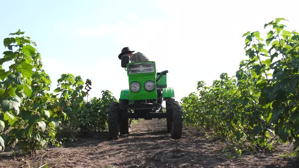 Plantation of Young Currant Bushes