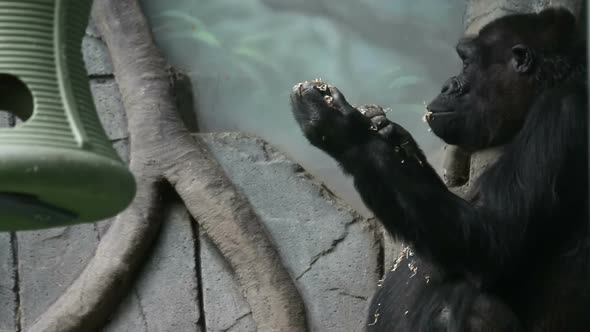 Plain Gorilla Eats Delicious