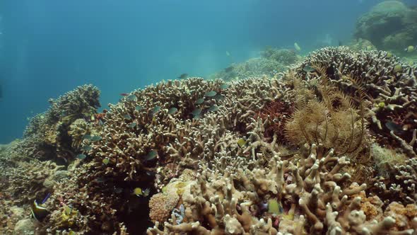 Coral Reef with Fish Underwater. Camiguin, Philippines