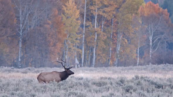 Fall landscape with Bull Elk bugling with breath seen in the cold air