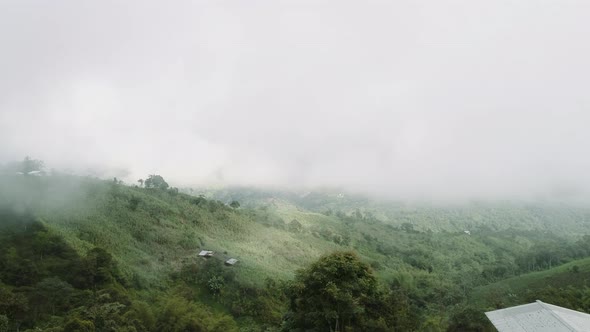 Rain forest vegetation,  claudy high area  at el choco andino area in the Ecuatorian Andes