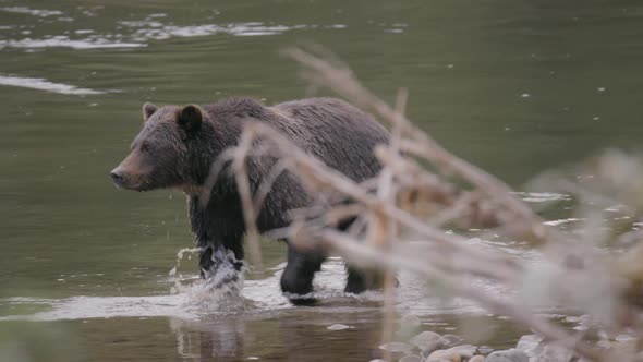 Grizzly Bear Walking in River Shot Behind Leaves