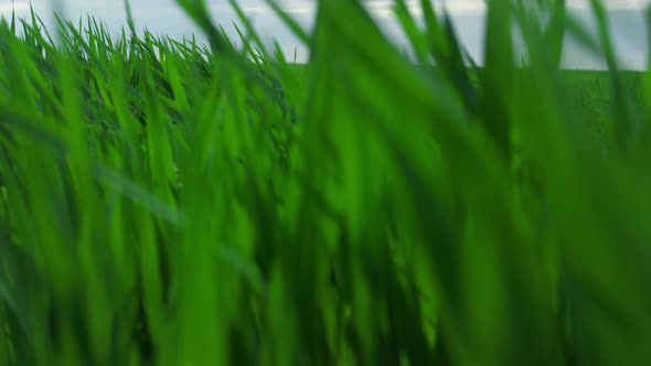 Aerial View Green Grass Blowing Swaying in Wind Growing in Agronomy Field Meadow