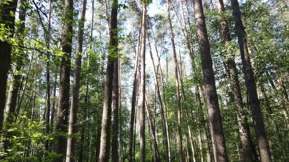 Trees in the Forest By Summer Day