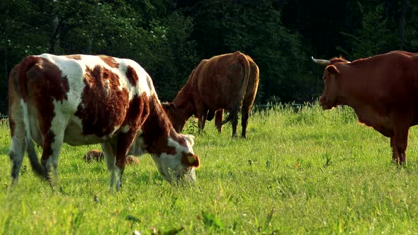 A Herd of Cows Grazes in a Pasture on a Sunny Day, a Forest in the Background