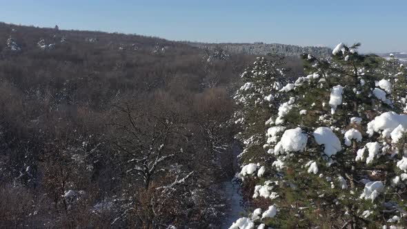 Evergreen forest tree under snow 4K drone video