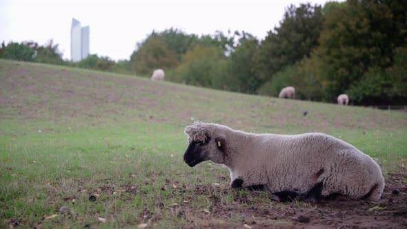 A sad and alone looking black headed sheep is lying  and ruminating on the meadow ground with skyscr