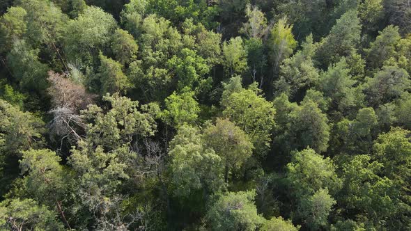 Aerial View of Trees in the Forest. Ukraine