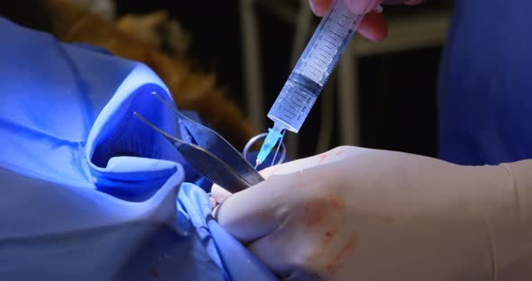 Surgeon operating a dog in operation theater 4k