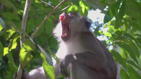 Long-tailed Macaque, Crab-eating Macaque looking around yawning sit on tree branches in rainforest