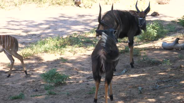 Male Lesser kudu walks towards the herd