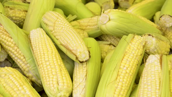 Corn cobs for sale at the free market, panoramic plan