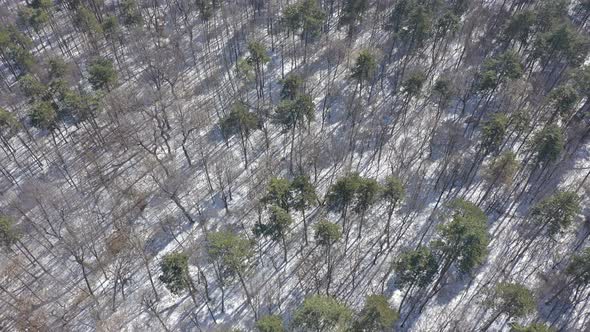 Shadows of evergreen trees on snowed ground 4K drone footage