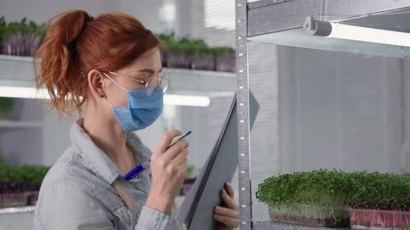 Girl Wearing Medical Mask Small Business Owners Grow Micro Green in Containers on Shelves in Modern