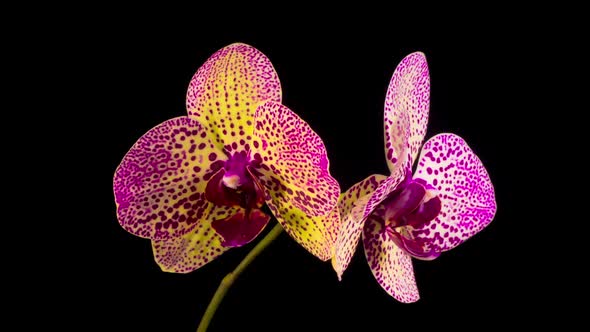 Blooming Yellow - Magenta Orchid Phalaenopsis Flower