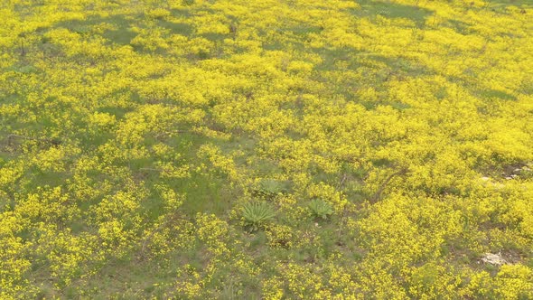 Field of Golden dust Alyssum Aurinia saxatilis flower 4K aerial video