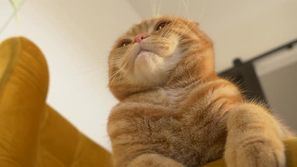Ginger Scottish fold cat in armchair indoor