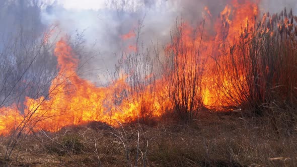 Fire in the Forest. Burning Dry Grass, Trees and Reeds. Wildfire. Slow Motion.
