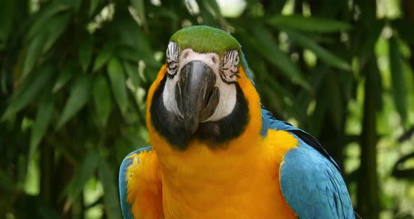 Blue-and-yellow Macaw, ara ararauna, Portrait of Adult, Real Time 4K