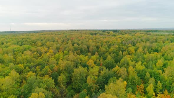 Aerial Video of Autumn Forest in the Evening