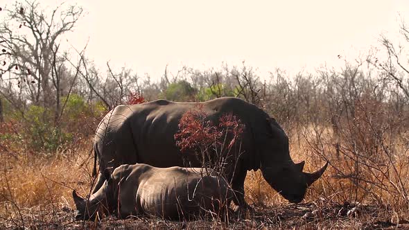 Southern white rhinoceros in Kruger National park, South Africa