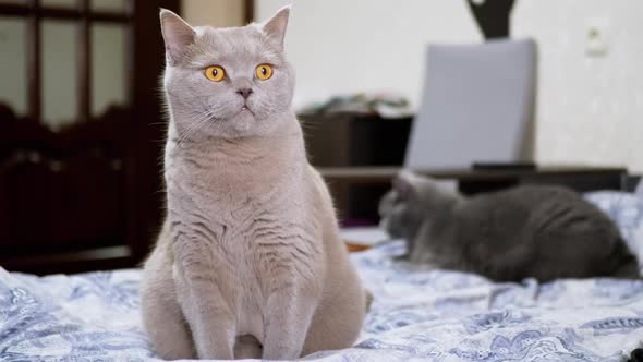 Gray Scottish Cat Follows the Movement Against the Background of the Second Cat